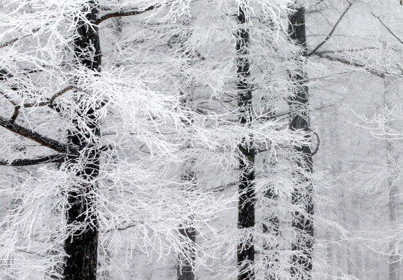 함백산 만항재에 핀 눈꽃