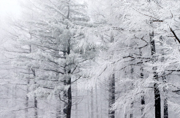 눈 내리는 만항재 풍경