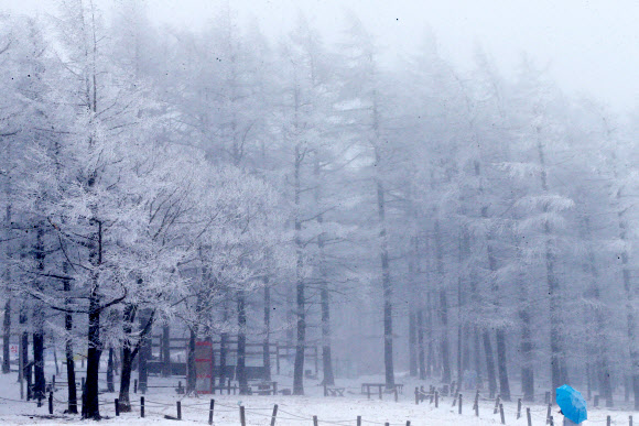 반갑다 하얀 눈