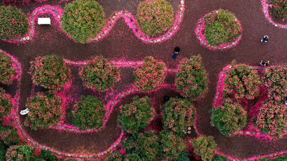9일 오전 제주 서귀포시 남원읍 휴애리자연생활공원을 찾은 관광객들이 꽃이 활짝 핀 동백정원에서 제주의 겨울 정취를 즐기고 있다. 2020.1.9  연합뉴스