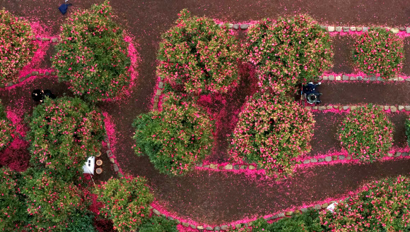 9일 오전 제주 서귀포시 남원읍 휴애리자연생활공원을 찾은 관광객들이 꽃이 활짝 핀 동백정원에서 제주의 겨울 정취를 즐기고 있다. 2020.1.9  연합뉴스