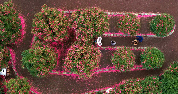 9일 오전 제주 서귀포시 남원읍 휴애리자연생활공원을 찾은 관광객들이 꽃이 활짝 핀 동백정원에서 제주의 겨울 정취를 즐기고 있다. 2020.1.9  연합뉴스