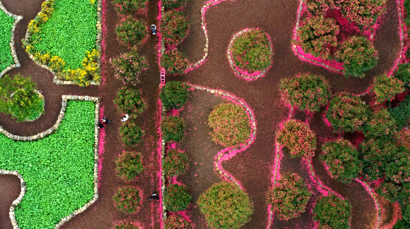 9일 오전 제주 서귀포시 남원읍 휴애리자연생활공원을 찾은 관광객들이 꽃이 활짝 핀 동백정원에서 제주의 겨울 정취를 즐기고 있다. 2020.1.9  연합뉴스