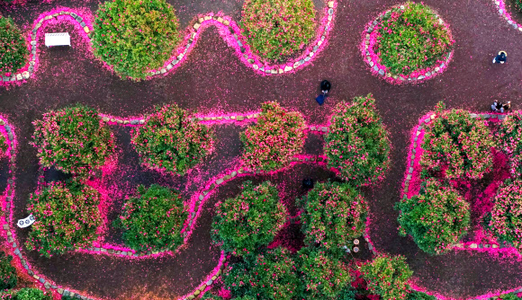9일 오전 제주 서귀포시 남원읍 휴애리자연생활공원을 찾은 관광객들이 떨어진 동백 꽃잎이 만든 길을 따라 제주의 겨울 정취를 즐기고 있다. 2020.1.9  연합뉴스