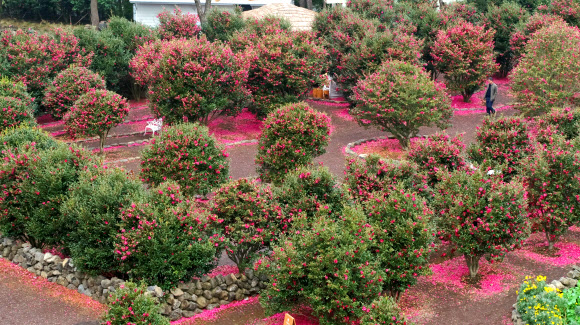 9일 오전 제주 서귀포시 남원읍 휴애리자연생활공원을 찾은 관광객들이 꽃이 활짝 핀 동백정원에서 제주의 겨울 정취를 즐기고 있다. 2020.1.9  연합뉴스