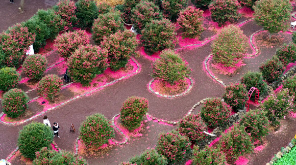 9일 오전 제주 서귀포시 남원읍 휴애리자연생활공원을 찾은 관광객들이 꽃이 활짝 핀 동백정원에서 제주의 겨울 정취를 즐기고 있다. 2020.1.9  연합뉴스