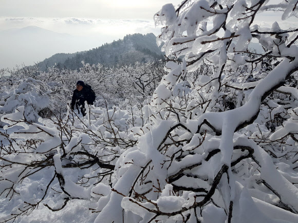눈 덮인 설악산 ‘엘사가 다녀갔나’