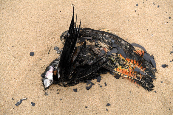 지난 9월부터 시작한 최악의 산불로 호주 야생동물들이 큰 위기에 처했다. 지난 7일 산불에 희생된 것으로 보이는 새 한 마리가 호주 에덴 지역의 해변가에 놓여 있다. 에덴 로이터 연합뉴스