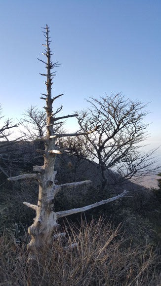 국내 고유종인 한라산 고산지대 구상나무가 급격한 기후변화로 서식지가 계속 줄어들고 있다.<br>출처 제주관광공사