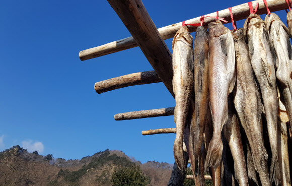 13일 오전 강원 인제군 북면 용대리 황태덕장에 명태가 주렁주렁 매달려 있다. 국내 황태 주산지인 이곳은 따뜻한 겨울 날씨에 평년보다 한 달가량 늦게 황태 작업을 시작했다. 2020.1.13  연합뉴스