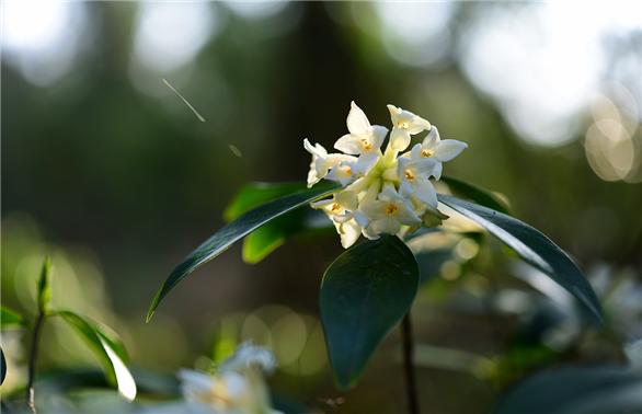 제주 곶자왈에서 자생하는 제주백서향 꽃이 겨울 고온 현상으로 한달 이상 빨리 개화했다. 국립산림과학원 제공