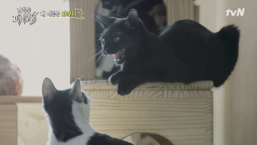 지난 5일 방송을 시작한 예능 프로그램 ‘냐옹은 페이크다’ 속 검은 고양이 봉달이가 입양 계약의 문제로 결국 동물 단체로 반환됐다. CJ ENM 제공