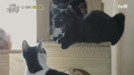 지난 5일 방송을 시작한 예능 프로그램 ‘냐옹은 페이크다’ 속 고양이 봉달이가 입양 과정의 문제로 결국 동물 단체로 반환됐다. <br>CJ ENM 제공