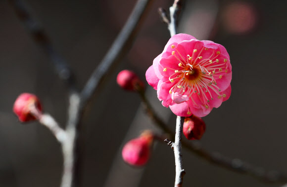꽃잎 여는 홍매화 ‘봄이 머지않아요’