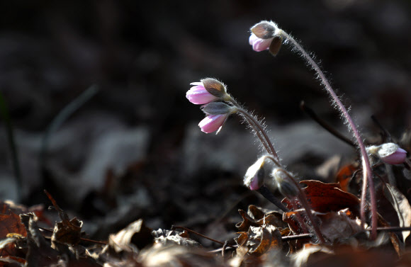 겨울 땅 뚫고 나온 노루귀