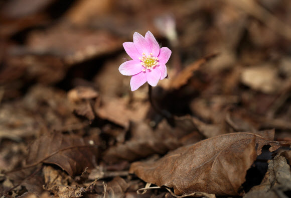 겨울 땅 뚫고 나온 노루귀