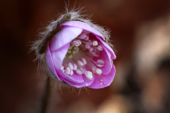 사라진 동장군, 일찍 꽃피운 노루귀