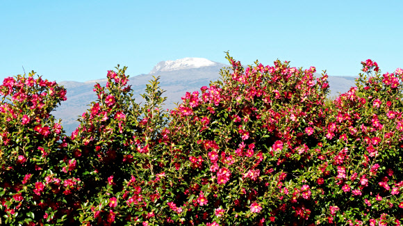 21일 오전 제주 서귀포시 남원읍 휴애리자연생활공원에 동백꽃이 활짝 피어 눈이 쌓인 한라산과 아름다운 풍경을 만들어내고 있다. 2020.1.21  연합뉴스