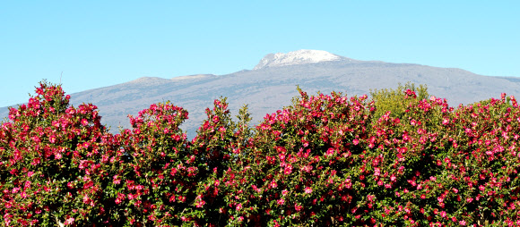 21일 오전 제주 서귀포시 남원읍 휴애리자연생활공원에 동백꽃이 활짝 피어 눈이 쌓인 한라산과 아름다운 풍경을 만들어내고 있다. 2020.1.21  연합뉴스