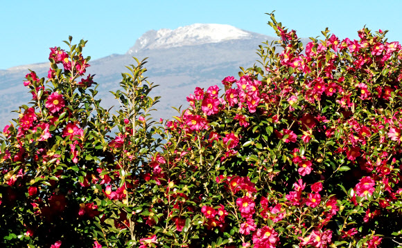 21일 오전 제주 서귀포시 남원읍 휴애리자연생활공원에 동백꽃이 활짝 피어 눈이 쌓인 한라산과 아름다운 풍경을 만들어내고 있다. 2020.1.21  연합뉴스