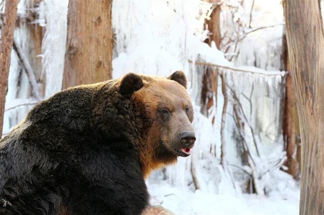 불곰의 겨울나기
