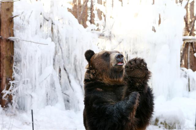 불곰의 겨울 즐기기