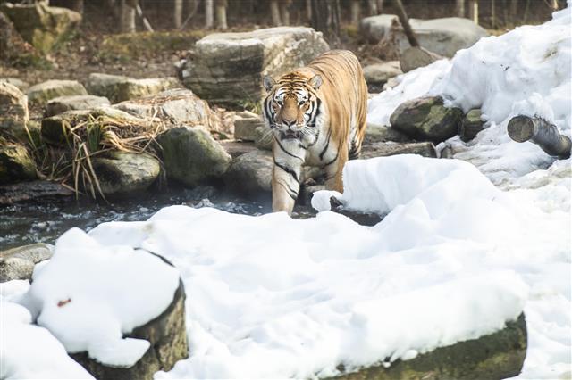 에버랜드 한국호랑이의 겨울나기