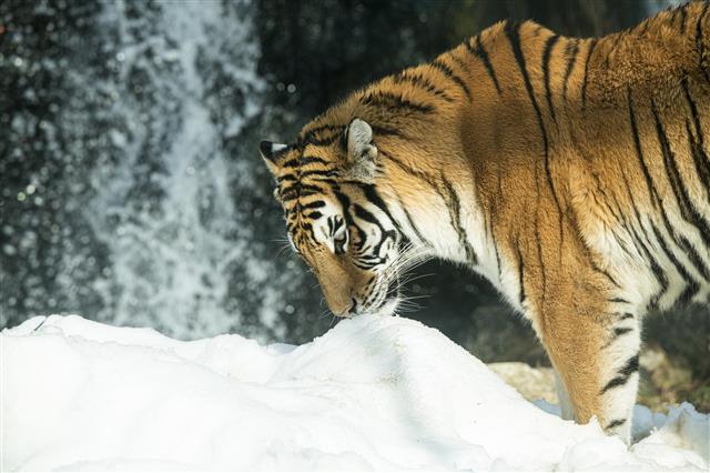 에버랜드 한국호랑이 ‘추위야 반가워’