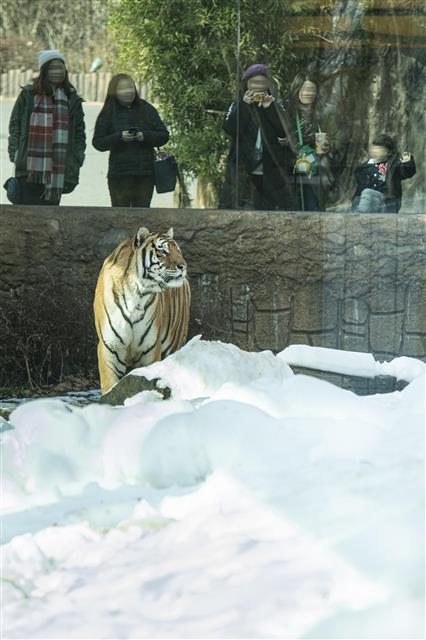 겨울이 반가운 호랑이