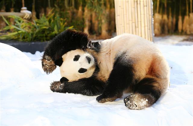 눈밭에서 뒹굴뒹굴