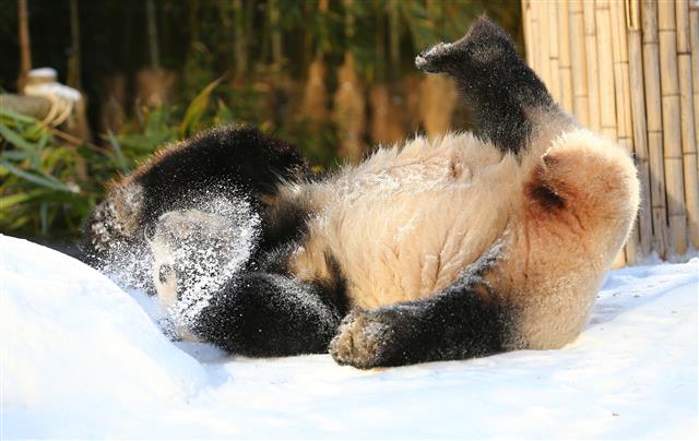 겨울이 즐거운 판다 아이바오