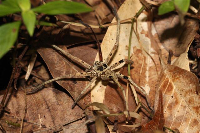 농경지 개간이나 도심확장 등 인간의 활동으로 가장 직접적인 피해를 받는 것은 말레이시아 거미 같은 먹이사슬의 1차 포식자들이라는 연구 결과가 나왔다. 이 같은 작은 포식자들이 줄어들어 결국 사라지게 되면 생태계 먹이사슬이 붕괴돼 결국 인간에게 피해가 올 수밖에 없다는 것이다. 영국 런던대(UCL) 팀 뉴볼드 박사 제공