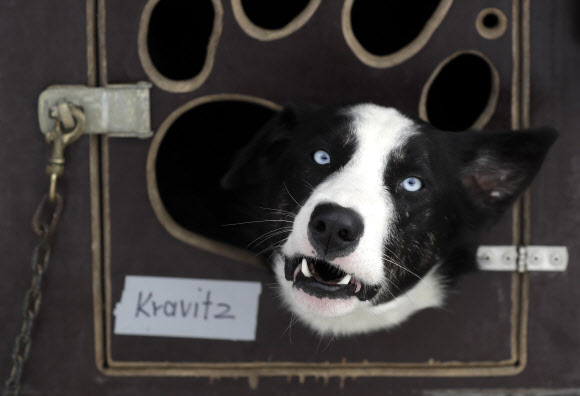 23일(현지시간) 체코의 데슈트네 프 오를리츠키흐 호라흐 마을 ‘세디바츠쿠프’ 개 썰매 경주대회 대회에 참가한 개들이 경기를 기다리며 대기하고 있다. AP 연합뉴스