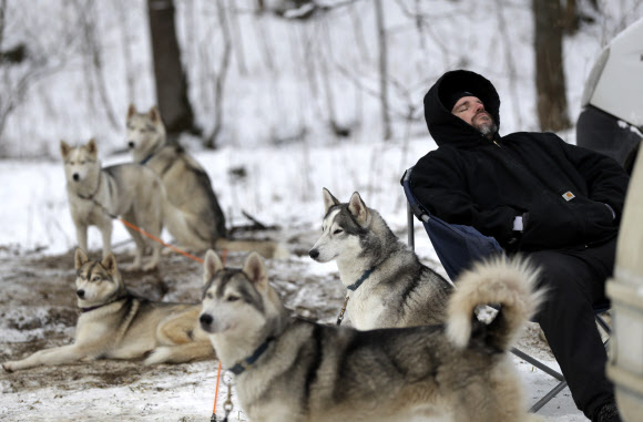 23일(현지시간) 체코의 데슈트네 프 오를리츠키흐 호라흐 마을 ‘세디바츠쿠프’ 개 썰매 경주대회 대회에 참가한 개들이 경기를 기다리며 대기하고 있다. AP 연합뉴스