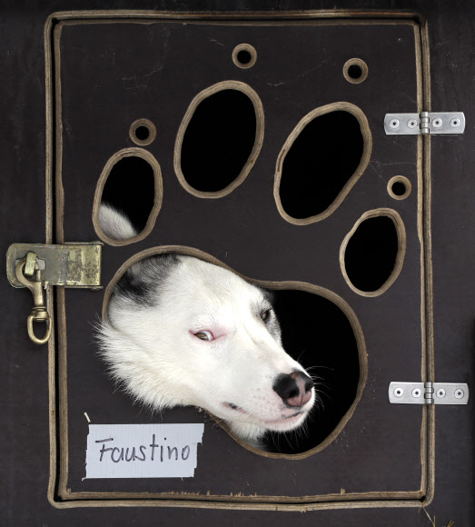 23일(현지시간) 체코의 데슈트네 프 오를리츠키흐 호라흐 마을 ‘세디바츠쿠프’ 개 썰매 경주대회 대회에 참가한 개들이 경기를 기다리며 대기하고 있다. AP 연합뉴스