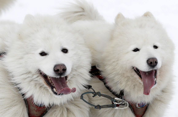 23일(현지시간) 체코의 데슈트네 프 오를리츠키흐 호라흐 마을 ‘세디바츠쿠프’ 개 썰매 경주대회 대회에 참가한 개들이 경기를 기다리며 대기하고 있다. AP 연합뉴스