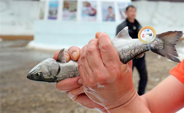 ‘황금 산천어 잡았다’