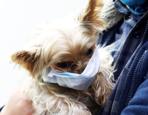 강아지도 마스크가 필요해
