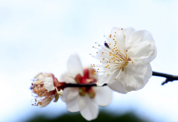 29일 오전 경남 창원시 마산합포구 한 아파트 단지에 매화가 개화해 시선을 끌고 있다. 2020.1.29  연합뉴스