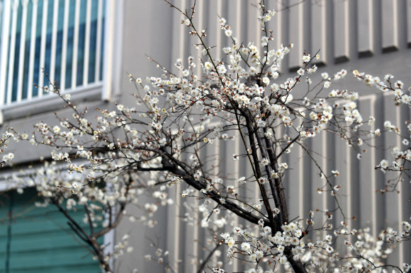 29일 오전 경남 창원시 마산합포구 한 아파트 단지에 매화가 개화해 시선을 끌고 있다. 2020.1.29  연합뉴스