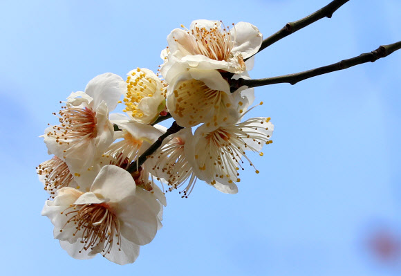 29일 오전 경남 창원시 마산합포구 한 아파트 단지에 매화가 개화해 시선을 끌고 있다. 2020.1.29 연합뉴스