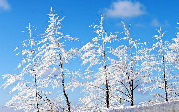 겨울 머무는 함백산