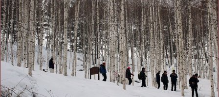 강원도 인제 원대리 자작나무숲에서 1,2일 이틀간 겨울 산악 트레일런(산악마라톤) 대회가 열린다. 인제군 제공