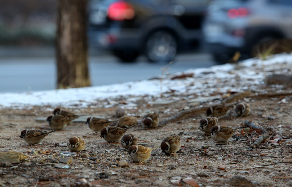 강추위 속에서 옹기종기 모여있는 참새들