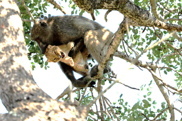 수컷 개코원숭이가 1일(현지시간) 남아프리카의 크루거 국립공원에 있는 나무에서 나머지 개코원숭들이 쉬는 동안, 사자 새끼를 물고 이동하고 있다. 사파리 레인저 커트 슐츠는 “수컷 개코원숭이가 오랫동안 새끼의 털을 다듬고 나무 가지에서 가지로 데리고 이동했다”고 말했다. 개코원숭이는 사자 새끼를 마치 자기 새끼인 것처럼 나무에 데리고 가서 털을 다듬어줬다. 슐츠에 따르면 그는 20년 동안 그런 행동을 본 적이 없다고 말했다. 그러나 사자 새끼의 운명은 알려지지 않았다. AP 연합뉴스