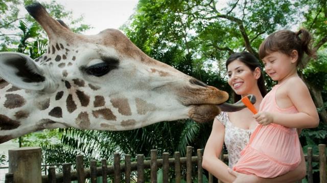 멸종위기종 동물을 보호하기 위해 동물원을 활용하는 방안을 제시한 연구 결과가 나와 주목받고 있다. 싱가포르 관광청 제공