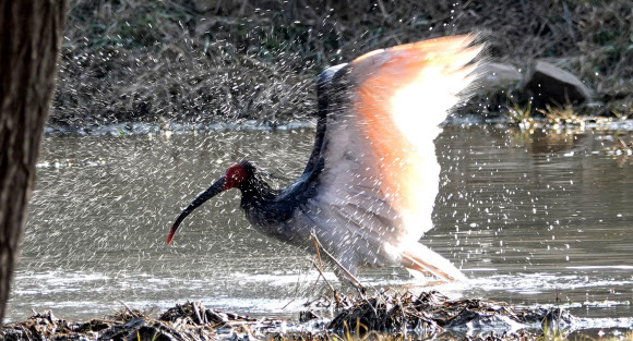 지난 10일 경남 창녕군 우포늪에서 따오기 한 마리가 목욕 후 물을 털어내고 있다. 2020.2.11  창녕군 제공