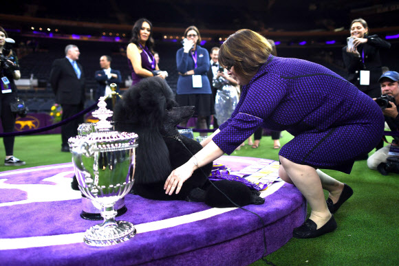 11일(현지시간) 미국 뉴욕에서 열린 ‘제144회 웨스트민스터 켄넬클럽 도그 쇼’에 우승을 차지한 스탠더드 푸들이 트로피와 함께 포즈를 취하고 있다. AFP 연합뉴스
