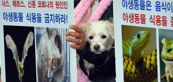 13일 서울 광화문 이순신장군 동상앞에서 열린신종 코로나 바이러스 원인 야생동물 식용 중단 촉구 기자회견에 참석한 한국동물보호연합 회원들이 야생동물 마스크를 쓴채 구호를 외치고 있다. 2020.2.13 박지환기자 popocar@seoul.co.kr