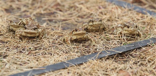 겨울잠 깬 ‘두꺼비 합창’